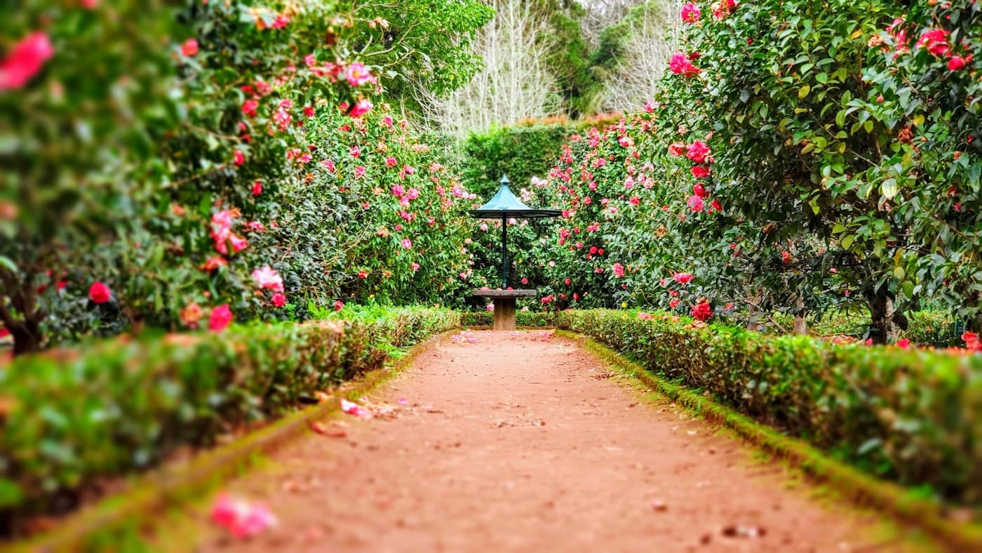 Céspedes, setos y zonas ornamentales — Jardinería y zonas verdes